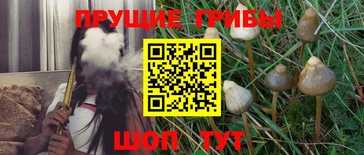 Протвино  как найти   Вход с VPN  Галлюциногенные грибы Psilocybine cubensis 